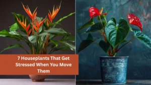 7 Houseplants That Get Stressed When You Move Them