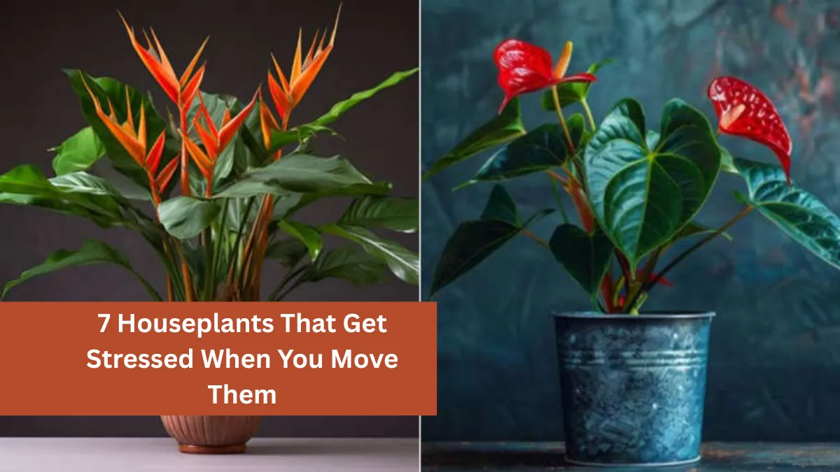 7 Houseplants That Get Stressed When You Move Them