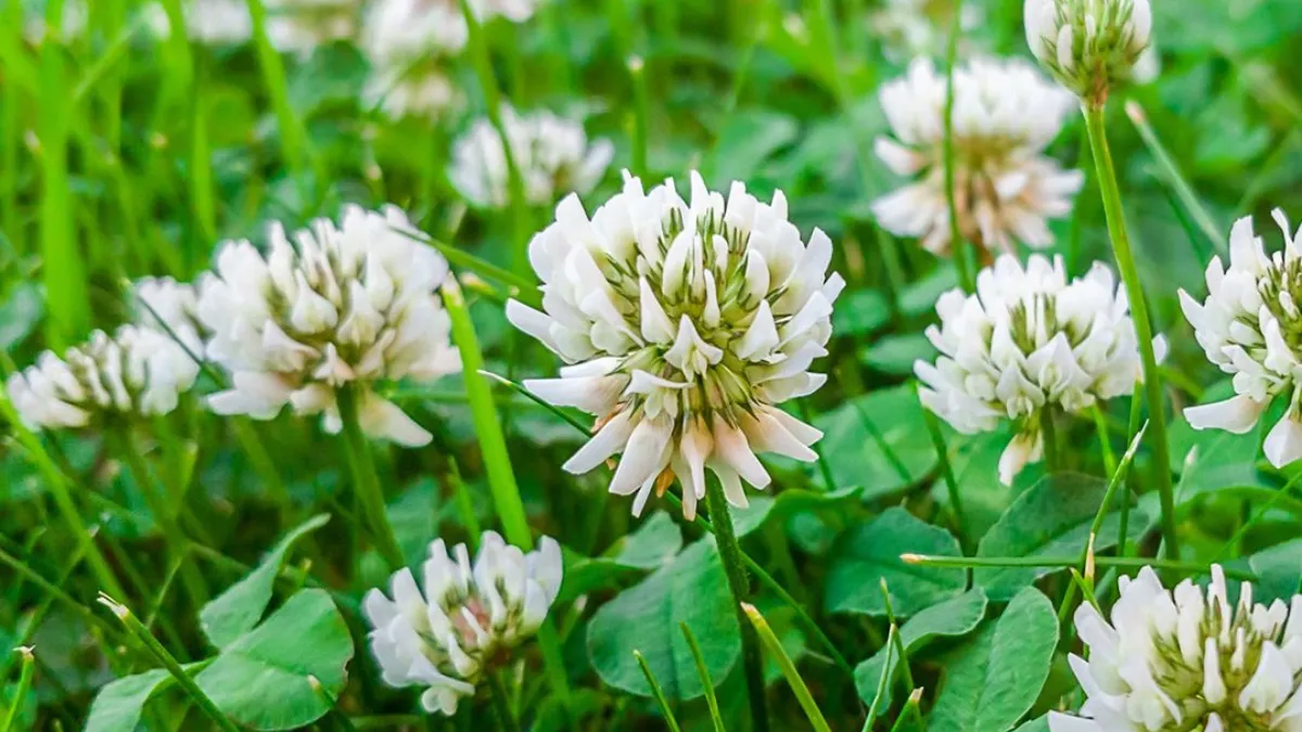 These 7 Wild Foods Are Right In Your Backyard – Foraging Tips That Could Save Your Life