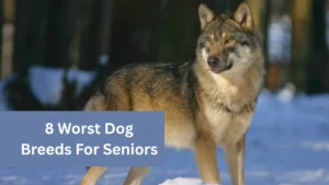 8 Worst Dog Breeds For Seniors