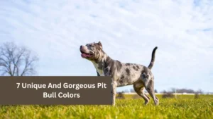 7 Unique And Gorgeous Pit Bull Colors