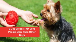 9 Dog Breeds That Love People More Than Other Dogs