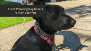 7 Best Vibrating Dog Collars To Train your Pup