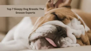 Top 7 Sleepy Dog Breeds: The Snooze Experts