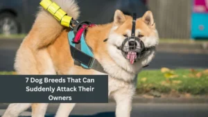 7 Dog Breeds That Can Suddenly Attack Their Owners