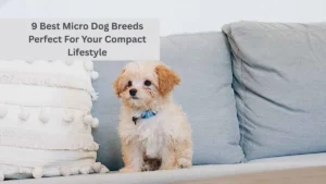 9 Best Micro Dog Breeds Perfect For Your Compact Lifestyle