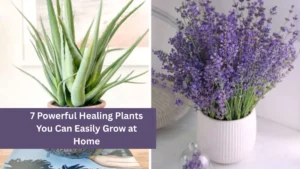 7 Powerful Healing Plants You Can Easily Grow at Home
