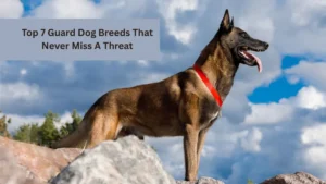 Top 7 Guard Dog Breeds That Never Miss A Threat