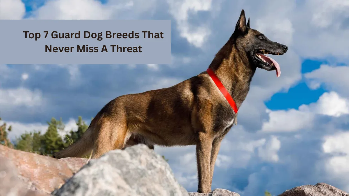 Top 7 Guard Dog Breeds That Never Miss A Threat