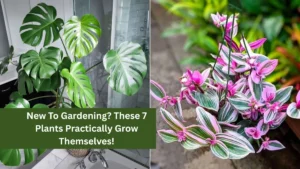New To Gardening? These 7 Plants Practically Grow Themselves!