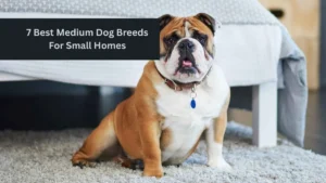 7 Best Medium Dog Breeds For Small Homes