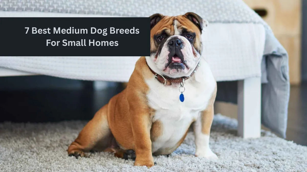 7 Best Medium Dog Breeds For Small Homes