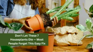 Don’t Let These 7 Houseplants Die — Most People Forget This Easy Fix
