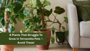 8 Plants That Struggle To Grow In Terracotta Pots — Avoid These!