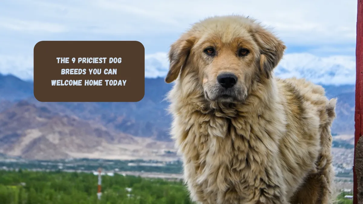 The 9 Priciest Dog Breeds You Can Welcome Home Today