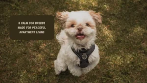8 Calm Dog Breeds Made for Peaceful Apartment Living