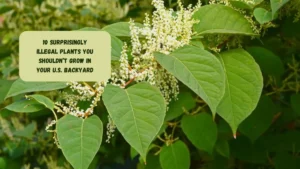 10 Surprisingly Illegal Plants You Shouldn’t Grow in Your U.S. Backyard