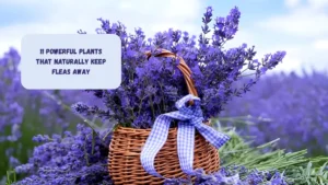 11 Powerful Plants That Naturally Keep Fleas Away