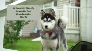 10 Most Strikingly Beautiful Dog Breeds in the World