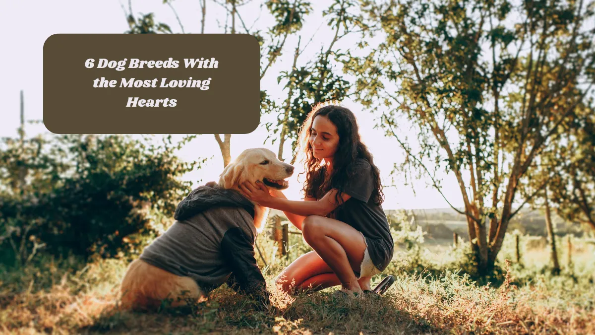 6 Dog Breeds With the Most Loving Hearts