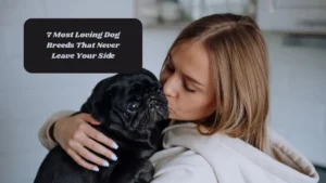 7 Most Loving Dog Breeds That Never Leave Your Side