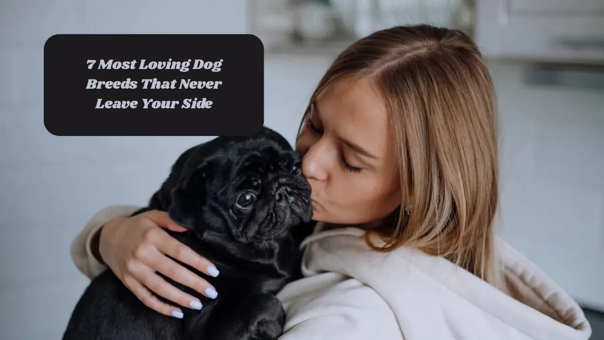 7 Most Loving Dog Breeds That Never Leave Your Side