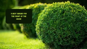 11 Best Shrubs for the Front of the House