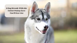 8 Dog Breeds With the Cutest Pointy Ears You’ll Ever See