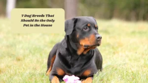 7 Dog Breeds That Should Be the Only Pet in the House