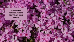 9 Low-Growing Perennial Flowers That Fit Any Small Garden
