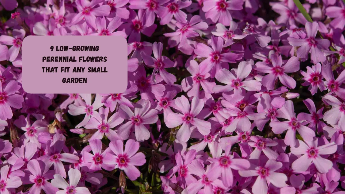 9 Low-Growing Perennial Flowers That Fit Any Small Garden