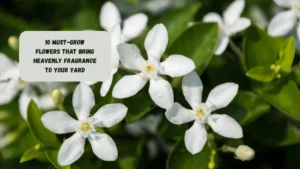 10 Must-Grow Flowers That Bring Heavenly Fragrance to Your Yard