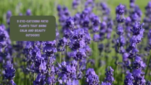 11 Eye-Catching Patio Plants That Bring Calm and Beauty Outdoors