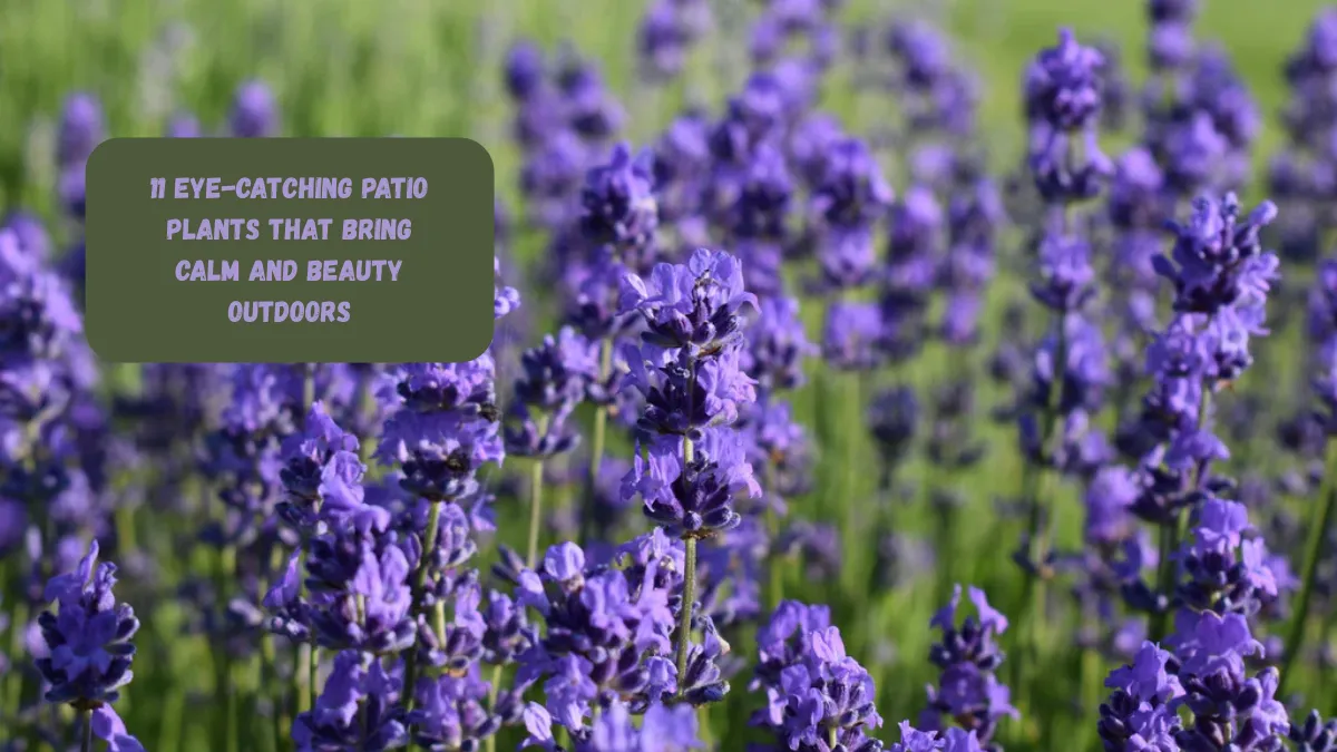 11 Eye-Catching Patio Plants That Bring Calm and Beauty Outdoors