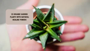 12 Organic Garden Plants with Natural Healing Powers