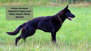 8 Rare German Shepherd Types and What Makes Them Special