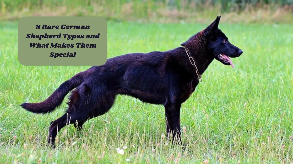 8 Rare German Shepherd Types and What Makes Them Special