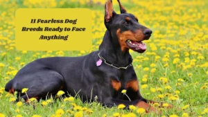 11 Fearless Dog Breeds Ready to Face Anything