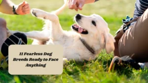 9 Energetic Sporting Dogs That Make the Perfect Outdoor Buddies