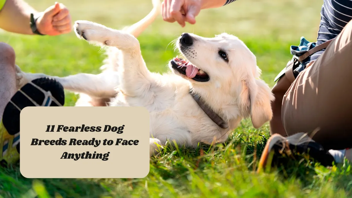 9 Energetic Sporting Dogs That Make the Perfect Outdoor Buddies