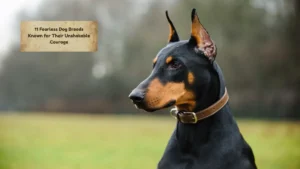 11 Fearless Dog Breeds Known for Their Unshakable Courage