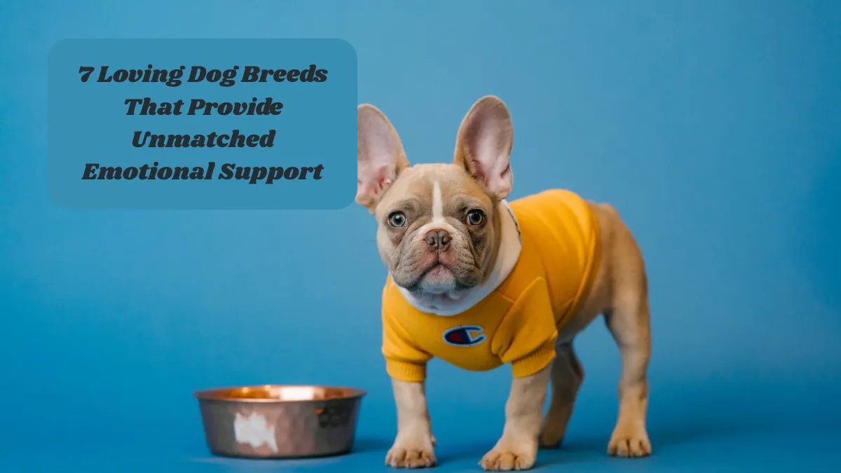 7 Loving Dog Breeds That Provide Unmatched Emotional Support