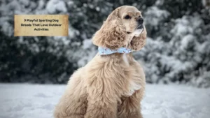 9 Playful Sporting Dog Breeds That Love Outdoor Activities