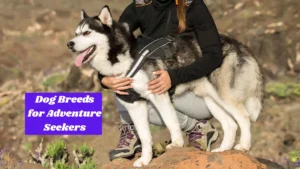 Dog Breeds for Adventure Seekers