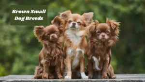 Brown Small Dog Breeds