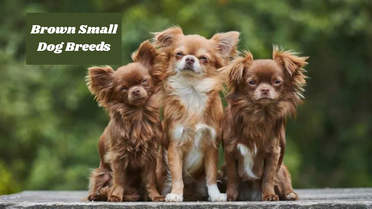 Brown Small Dog Breeds