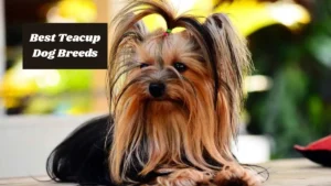 7 Best Teacup Dog Breeds for Small Spaces & Big Hearts