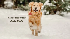 Most Cheerful Jolly Dog Breeds