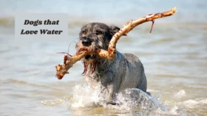 Dogs that Love Water
